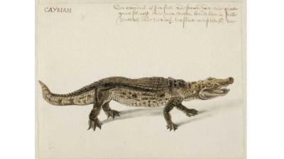  Spectaculaire ontdekking onopgemerkte tekeningen Frans Post