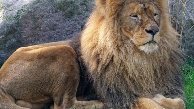 dierenpark, amersfoort, koningsdag