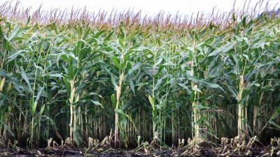 Foto van maisveld | Archief EHF