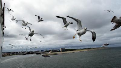 Meeuwen bestrijden niet beschermen