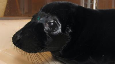 Unieke zwarte zeehondenpup in Zeehondencrèche Pieterburen