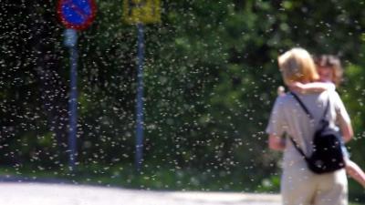 Steekmuggen veroorzaken grote uitbraak Westnijlkoorts in Zuid-Europa