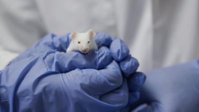 Muis redt levens - Focus woensdag over dilemma's rondom dierproeven