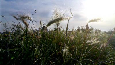 natuur-gras-dauw