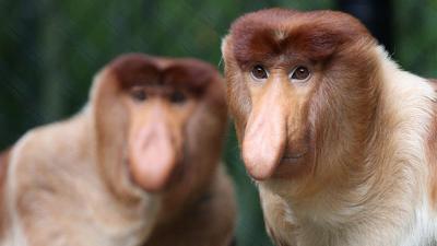 Weer neusaap overleden in Apenheul