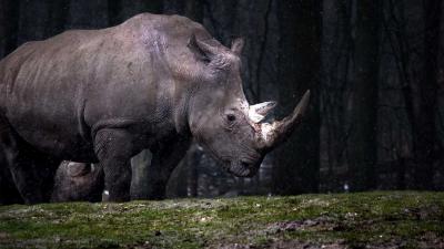 neushoorn-natuur