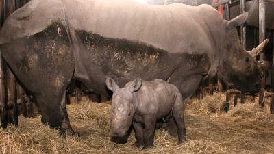 'Nederlandse' neushoorn in Franse dierentuin afgeslacht voor hoorn