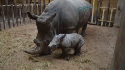 Safaripark Beekse Bergen