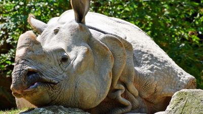 Indische neushoorn Zimon overleden in DierenPark Amersfoort