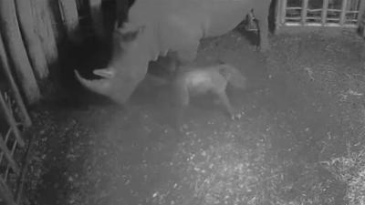 Neushoorn geboren in Burgers&#039; Zoo