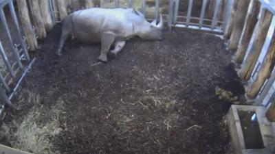 Neushoornjong doodgeboren in Burgers' Zoo Arnhem