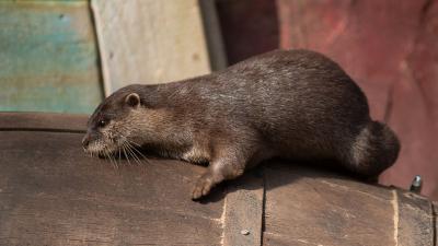 Twee otterbroertjes gearriveerd in DierenPark Amersfoort 