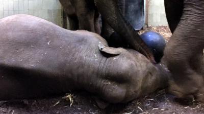 Jonge oliefant sterf onverwacht in Artis