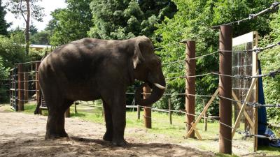 Dierenpark houdt olifant spiegel voor