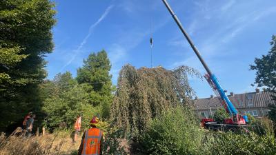 Omgevallen boom weer rechtgezet 