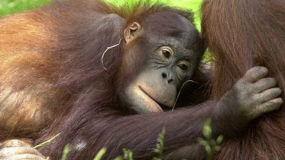 Orang-Oetan in Apenheul op onverklaarbare wijze verdronken
