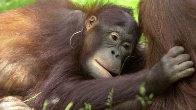 Orang-Oetan in Apenheul op onverklaarbare wijze verdronken