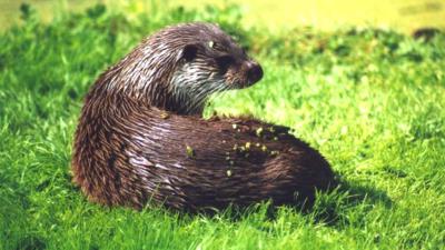 Stadse otter gesneuveld op de A7