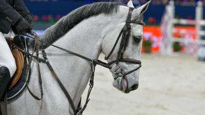 pleit verbod op bitten in paardensport | Blik op nieuws