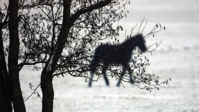 paard-sneeuw-winter