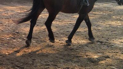 Tonnen boete voor Rotterdams wedkantoor