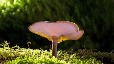 The benefits of three medicinal mushrooms explained