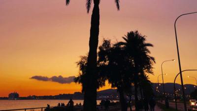 palmbomen-strand-Mallorca