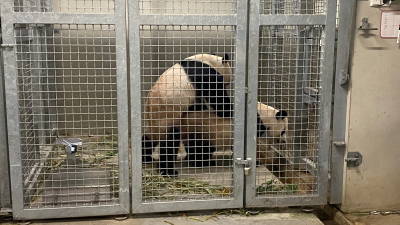 Paring reuzenpanda's