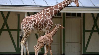 Pasgeboren giraffeveulen zet eerste stappen buiten