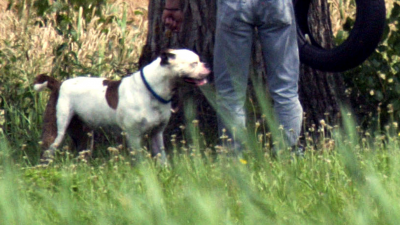 Pitbulls afgemaakt na bijtincident op baasje