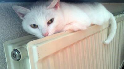 Poes op verwarming