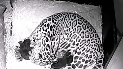 Gevlekte jaguar werpt twee zwarte welpen in ARTIS