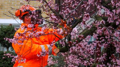 prunus-brandweer-kettingzaag