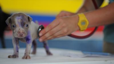 Puppy bij dierenarts