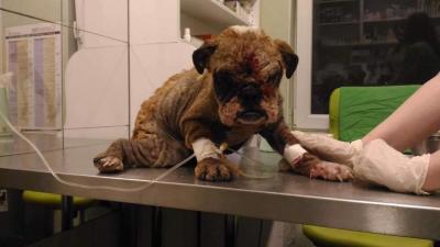 Uitgeput en verwaarloosde moederhond gered uit een hongaarse puppyfabriek