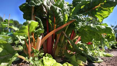 RIVM: matig uw consumptie uit moestuin rond chemische fabriek Chemours