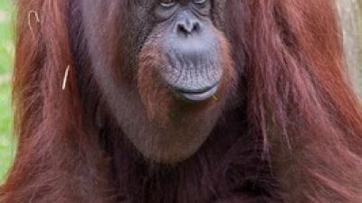 Oudste orang-oetan van Apenheul overleden