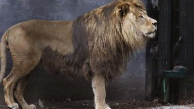 Ramzes in zijn verblijf