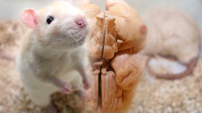 Experimental Alzheimer’s Drug GL-II-73 Shows Promise in Restoring Memory