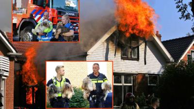 redding-hondjes-brand