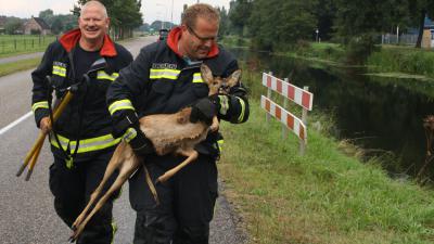 Foto van reebokje gered door brandweer | Henk Brunink