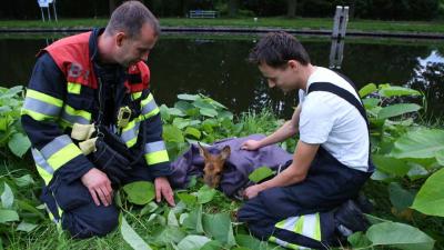 Omstanders redden ree uit water