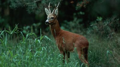 Hitsige reeën in boswachterij Austerlitz