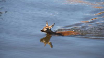 Ree gered uit Hoogeveense Vaart 