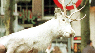 Britse buurt opgeschrikt door rendier in aanloop naar Kerst