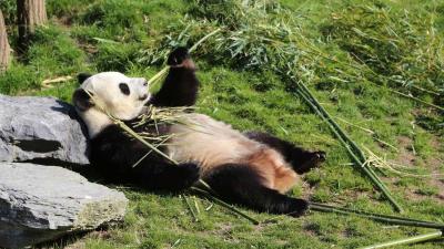 Belgische reuzenpanda waarschijnlijk zwanger