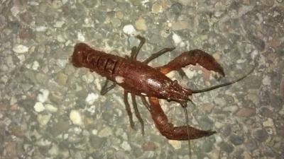 Waterschap Delfland wil opmars rode rivierkreeft tegengaan