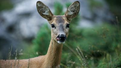 Ree in het bos