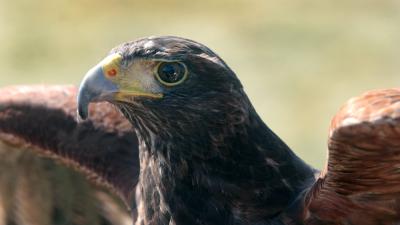 Amsterdam wil minder dieren op evenementen