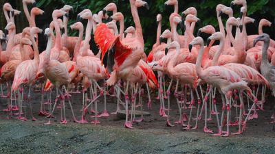 Nieuwe flamingo's in Dierenpark Amersfoort 
